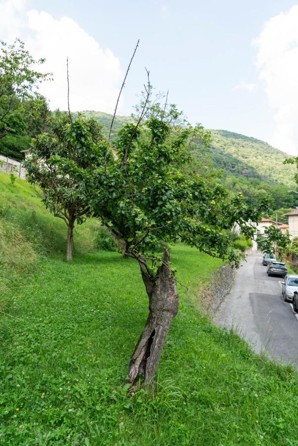 Lago Maggiore A 10 Minuti "Cascina Lavanda" Casalzuigno Екстер'єр фото